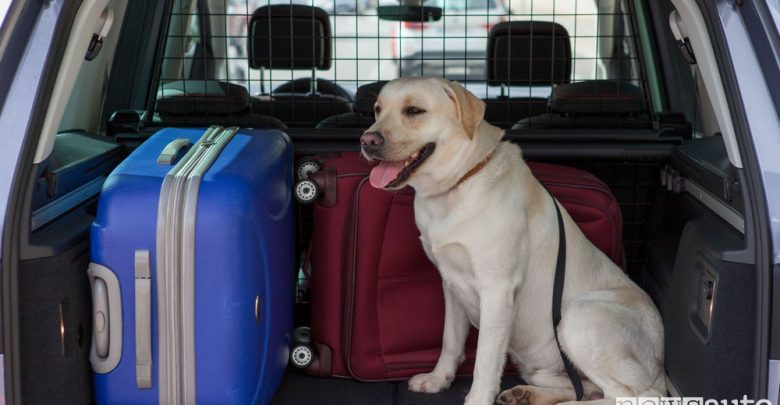 Viaggio in auto con cani e gatti