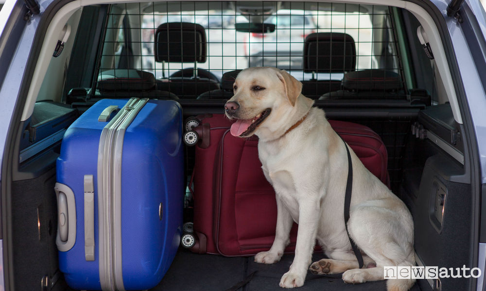 Viaggio in auto con cani e gatti