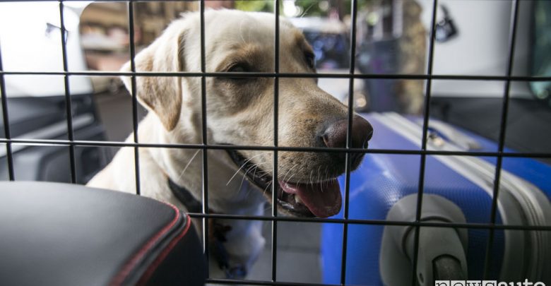 Rete divisoria in auto per il trasporto di cani