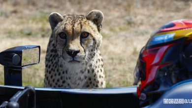 VIDEO Formula E contro ghepardo