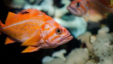 Pesce d'aprile