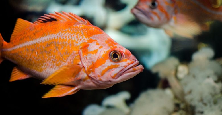 Pesce d'aprile