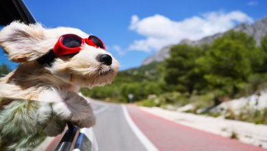 Dog Car Cane in auto