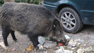 Auto contro cinghiale, un morto in autostrada