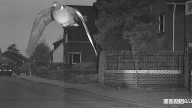 Piccione "spericolato", vola troppo veloce e fa scattare l'autovelox