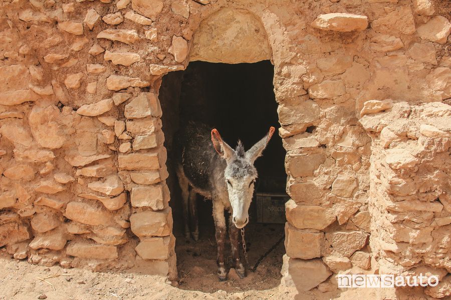 Un asino tra le mura di una stalla in Tunisia