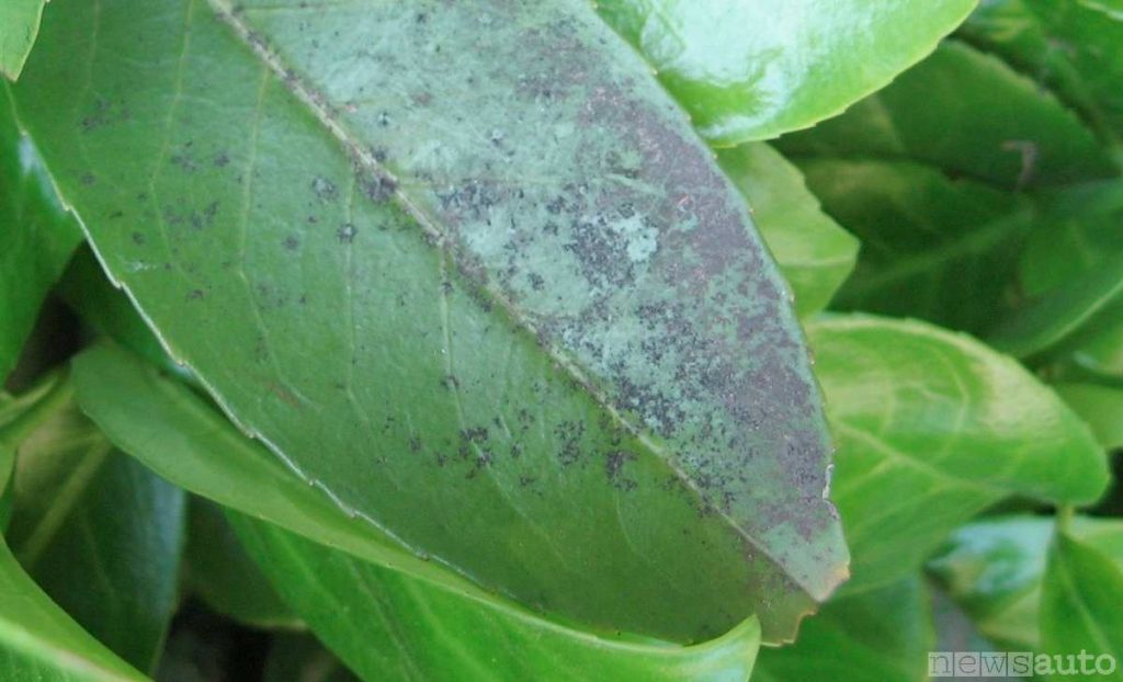 Foglie di piante dove è visibile una patina polverulenta e nerastra: in questo caso non è il deposito di polveri inquinanti presenti nell’atmosfera ma “colpa” della fumaggine.