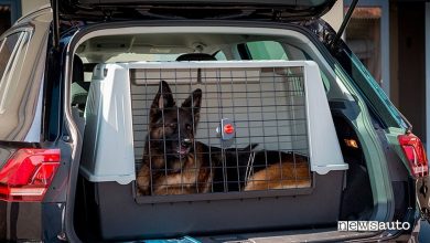 lasciare cane in auto pastore tedesco