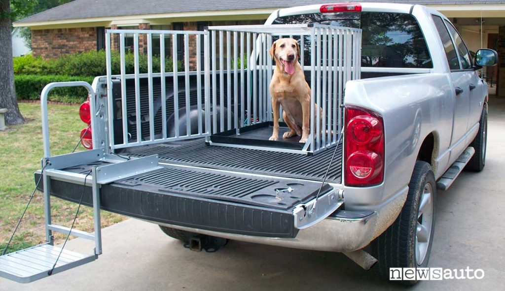 Trasporto cane su pick up autocarro N1