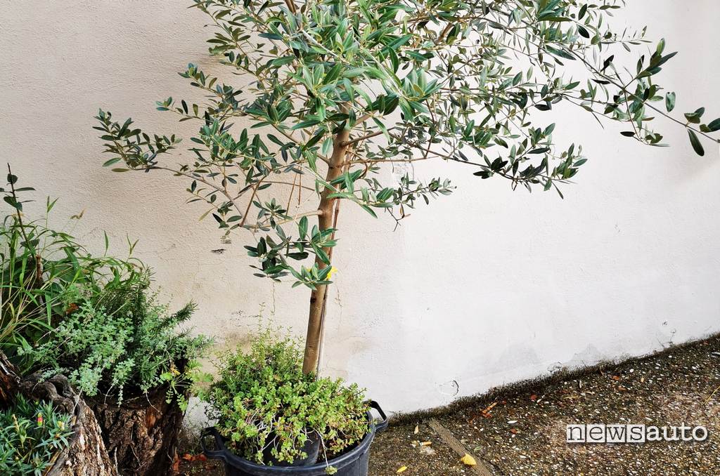 Una delle querce da sughero del Bosco Mazda nel Parco Regionale dell'Appia Antica a Roma