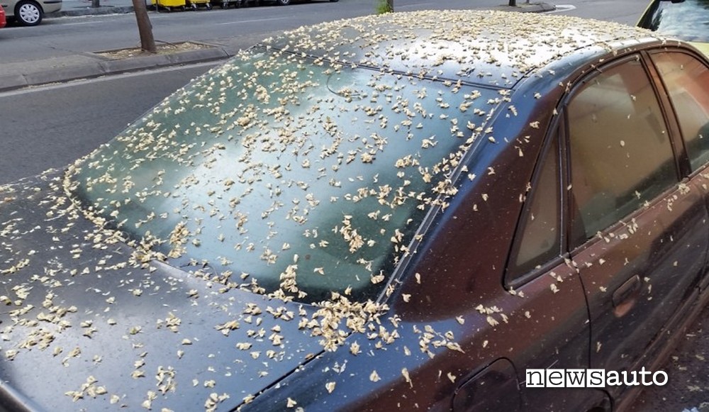 come rimuovere resina vetri auto