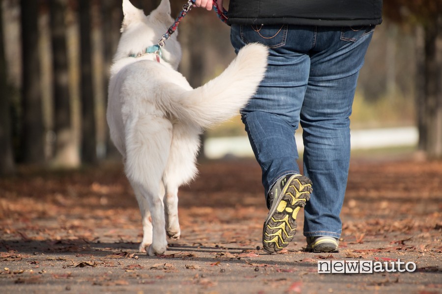 Pipì cane auto ruota