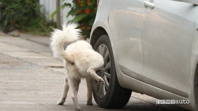 Pipì cane auto ruota