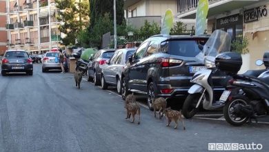 Cinghiali per le strade di Roma e incidenti