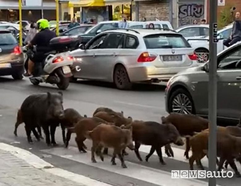 Incidente a Roma per i cinghiali