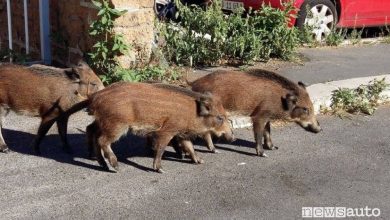 Danni da incidente con cinghiale, chi paga il risarcimento?