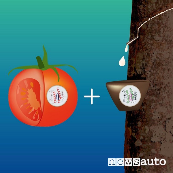 pomodoro gomma Sumitomo Rubber Industries