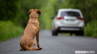 Cani abbandonati, che cosa dice la legge