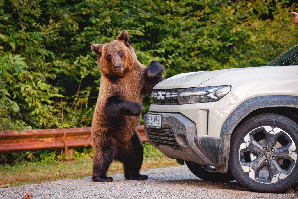 Orso Bruno sui Carpazi in Romania