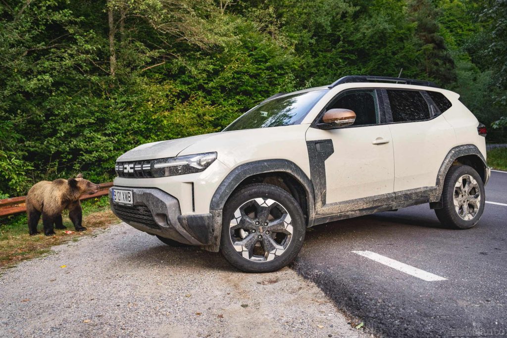 Dacia Duster a tu x tu con l'orso. 