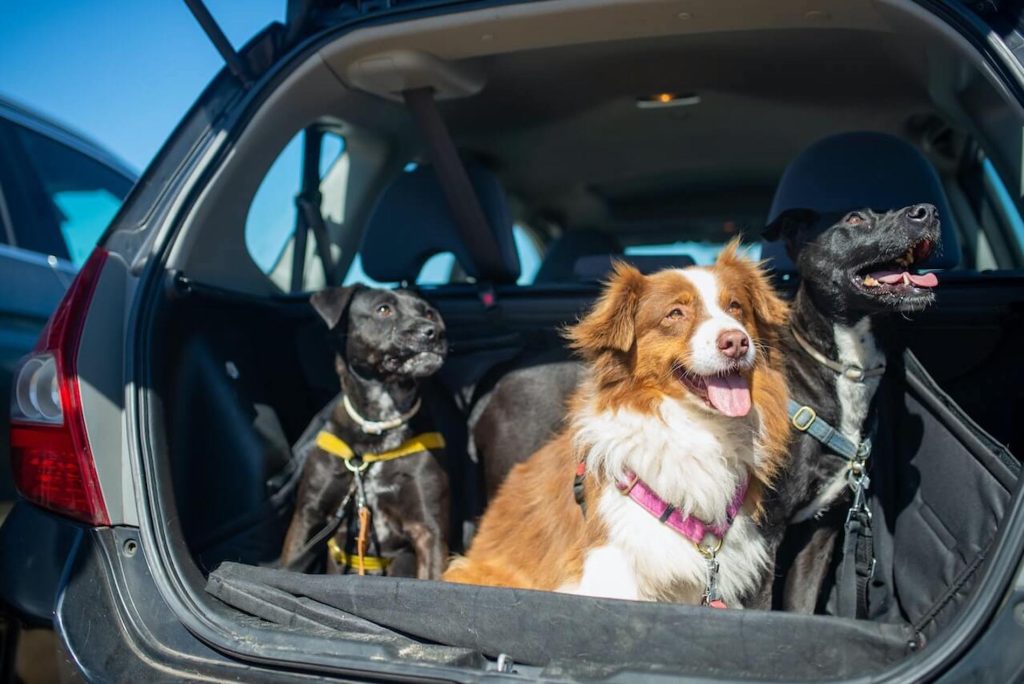Il nuovo Codice della Strada fissa multe più severe per gli incivili che abbandonano gli animali domestici per strada