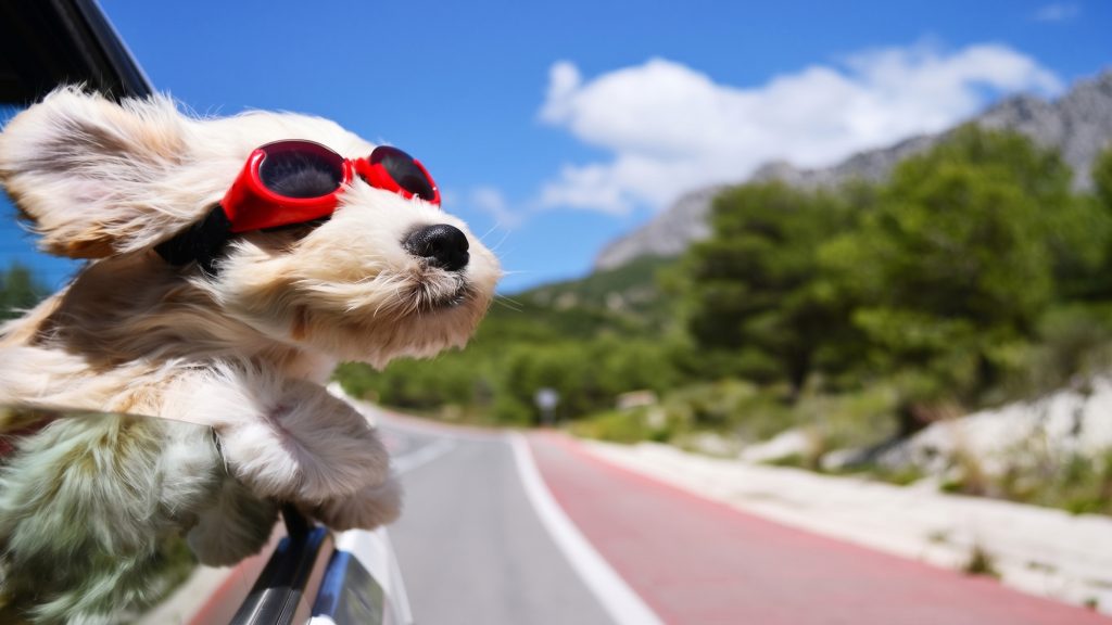 Cane in auto che prende il fresco! (Non a norma)